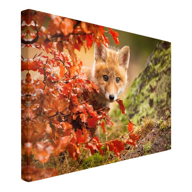 Billeder på lærred landskaber Fox In Autumn