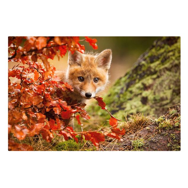 Billeder på lærred skove Fox In Autumn