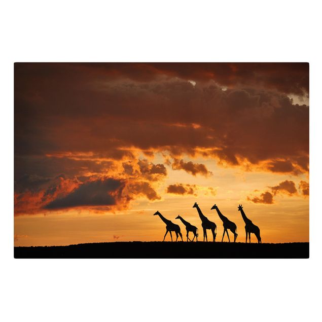 Billeder på lærred solnedgange Five Giraffes