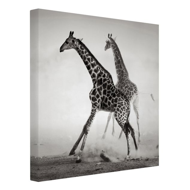 Billeder på lærred sort og hvid Giraffe Hunt