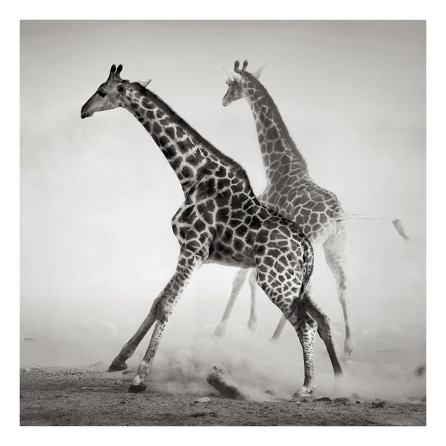 Billeder på lærred dyr Giraffe Hunt