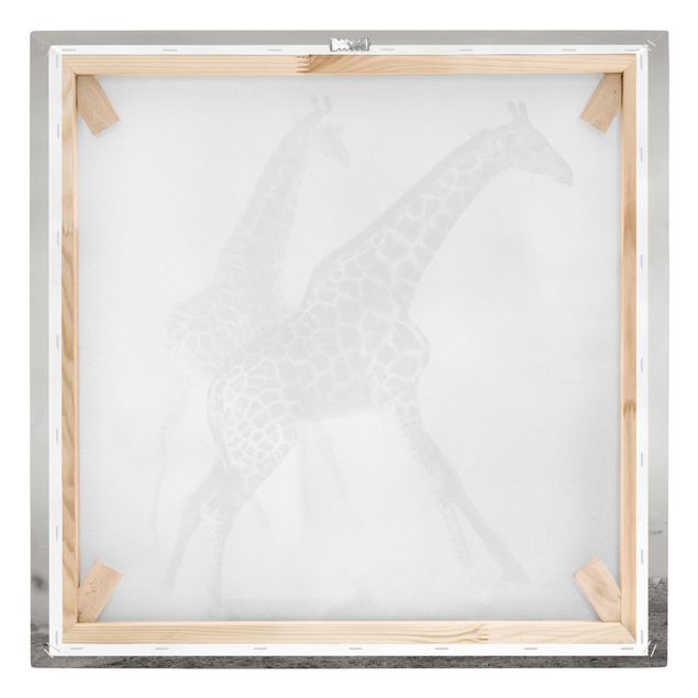 Billeder sort og hvid Giraffe Hunt