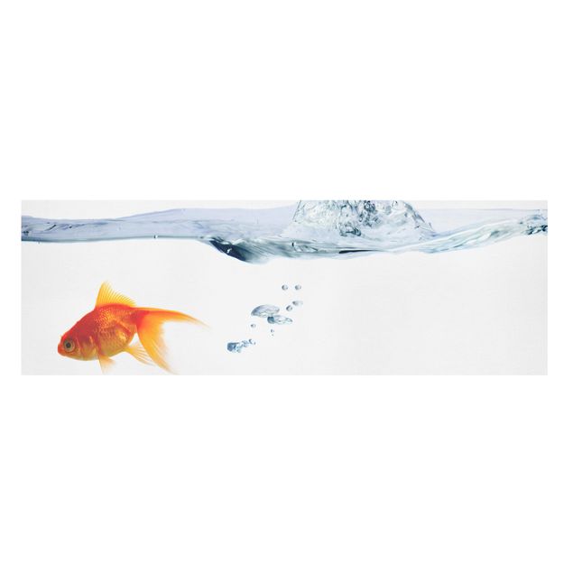 Billeder dyr Goldfish