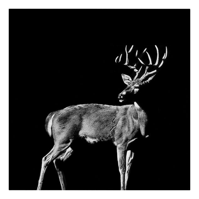Billeder moderne Deer In The Dark