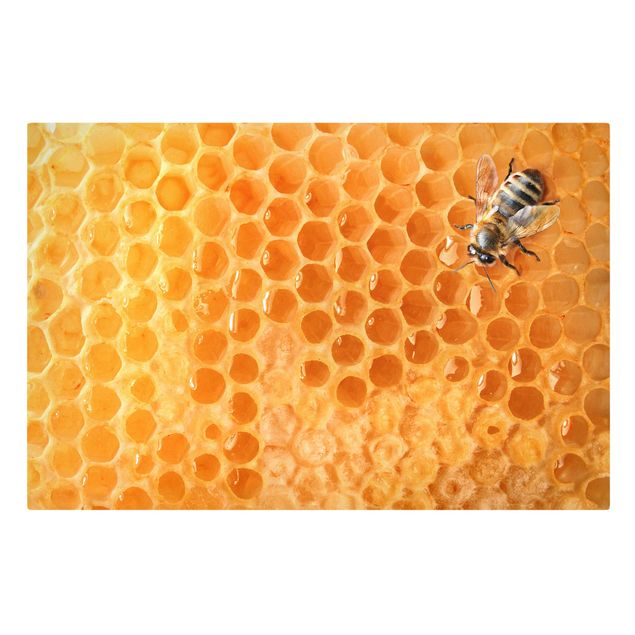 Billeder dyr Honey Bee