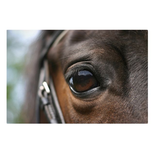 Billeder dyr Horse Eye
