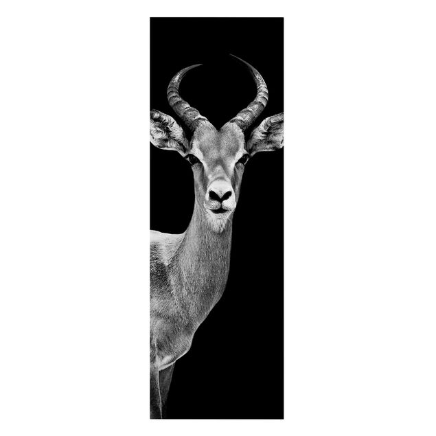 Billeder sort og hvid Impala antelope black and white