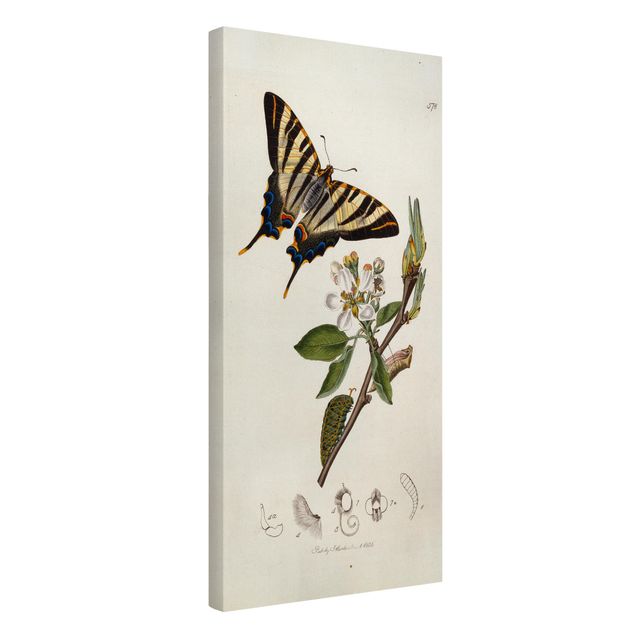 Billeder på lærred blomster John Curtis - A Scarce Swallow-Tail Butterfly