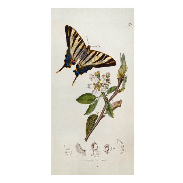 Billeder blomster John Curtis - A Scarce Swallow-Tail Butterfly