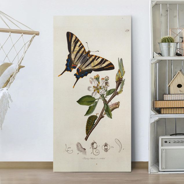 køkken dekorationer John Curtis - A Scarce Swallow-Tail Butterfly