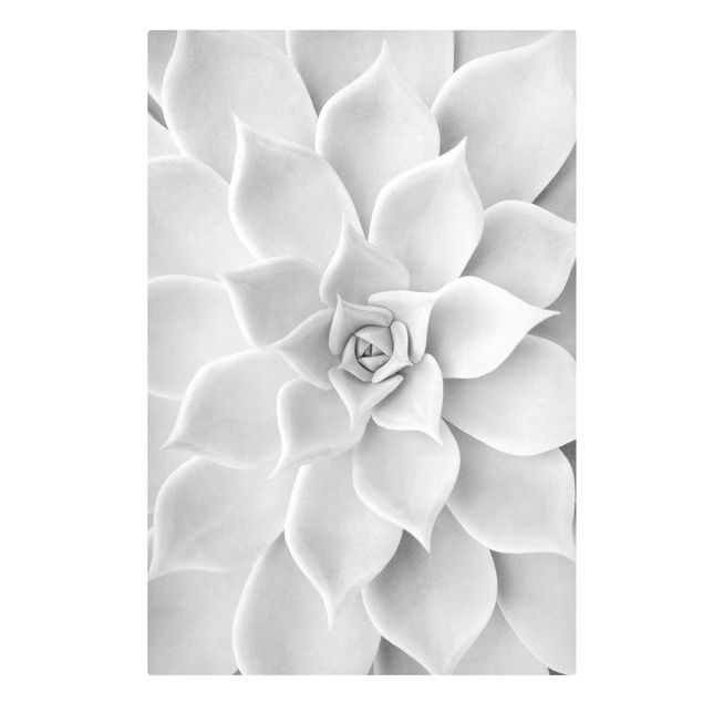 Billeder sort og hvid Cactus Succulent