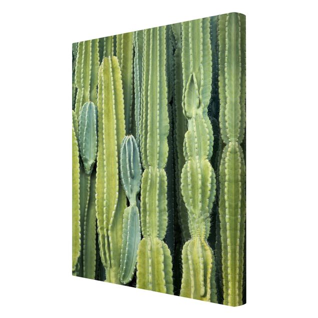 Billeder Cactus Wall