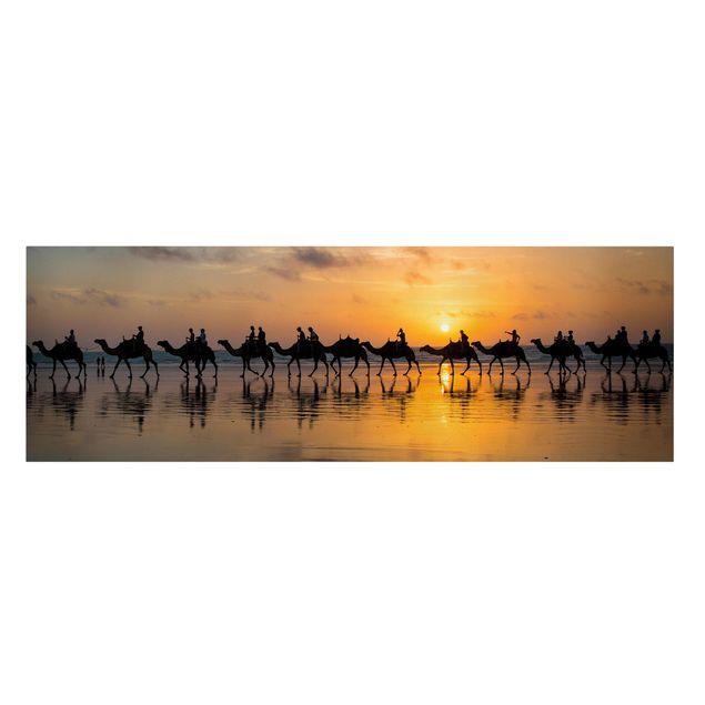 Billeder dyr Camels in the sunset