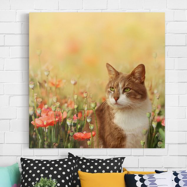 Billeder valmuer Cat In A Field Of Poppies