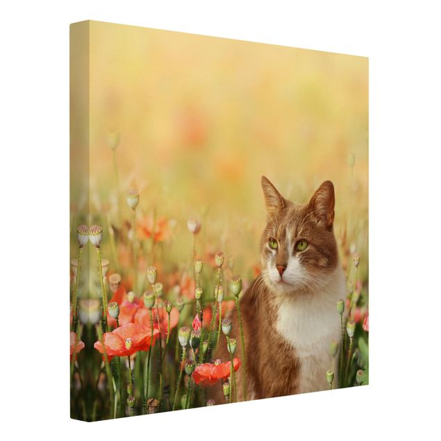 Billeder på lærred katte Cat In A Field Of Poppies