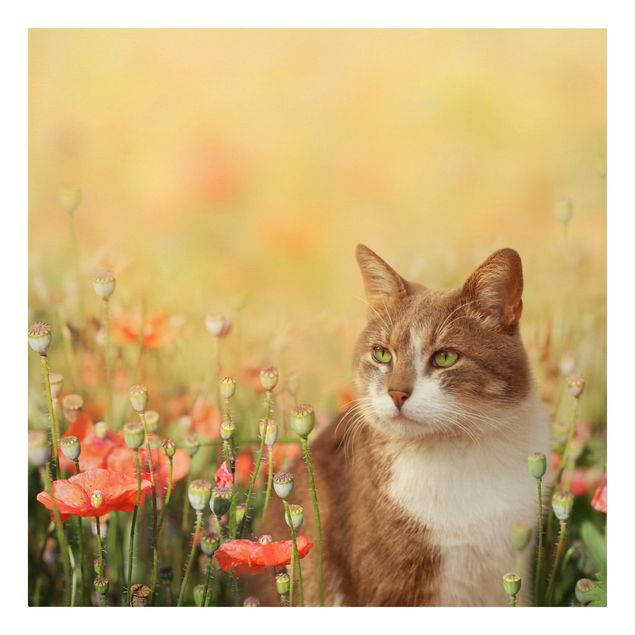Billeder katte Cat In A Field Of Poppies