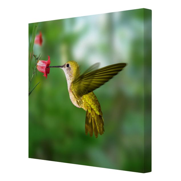 Billeder grøn Hummingbird And Flower