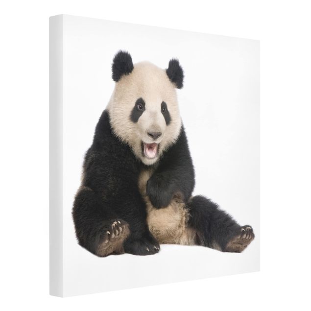 Billeder moderne Laughing Panda