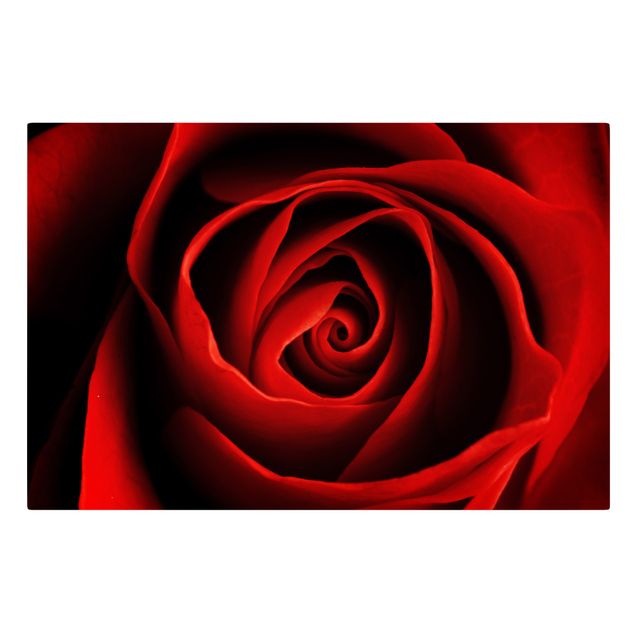 Billeder blomster Lovely Rose