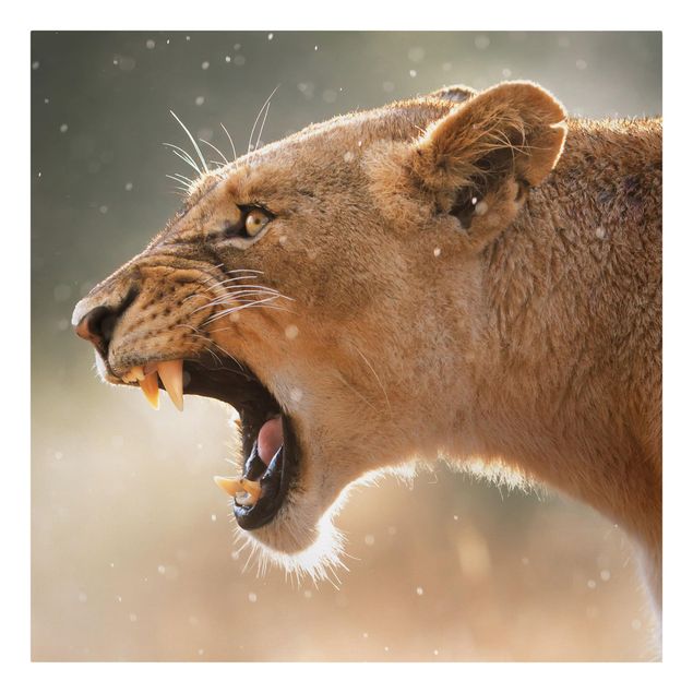Billeder landskaber Lioness on the hunt