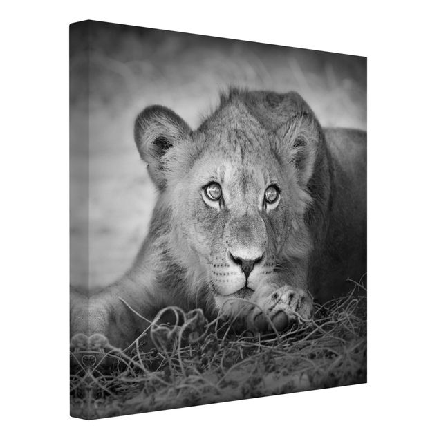 Billeder på lærred sort og hvid Lurking Lionbaby