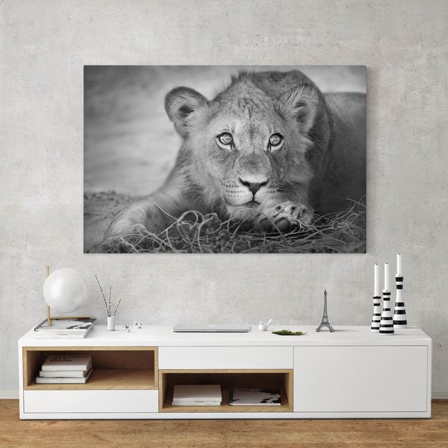 Billeder på lærred lions Lurking Lionbaby
