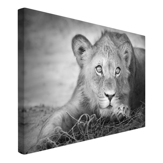 Billeder på lærred sort og hvid Lurking Lionbaby
