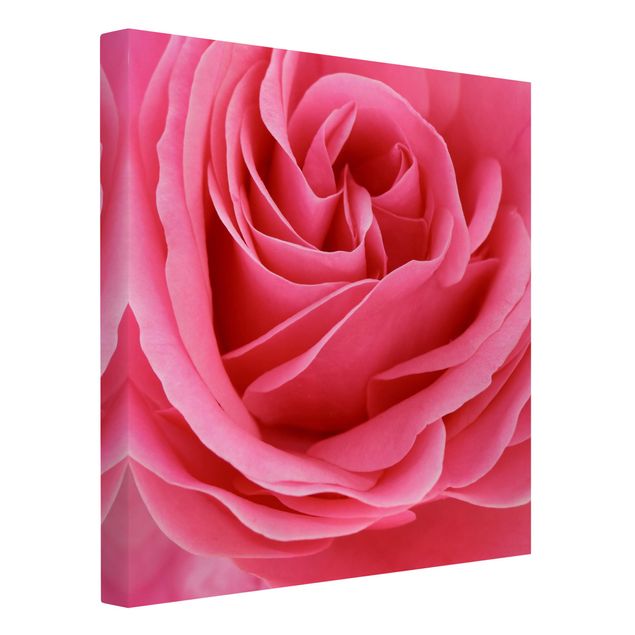 Billeder blomster Lustful Pink Rose