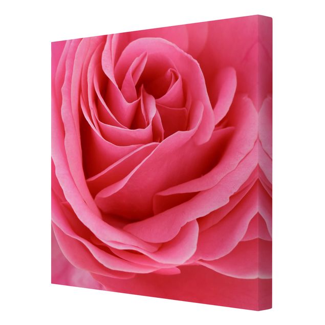 Billeder Lustful Pink Rose