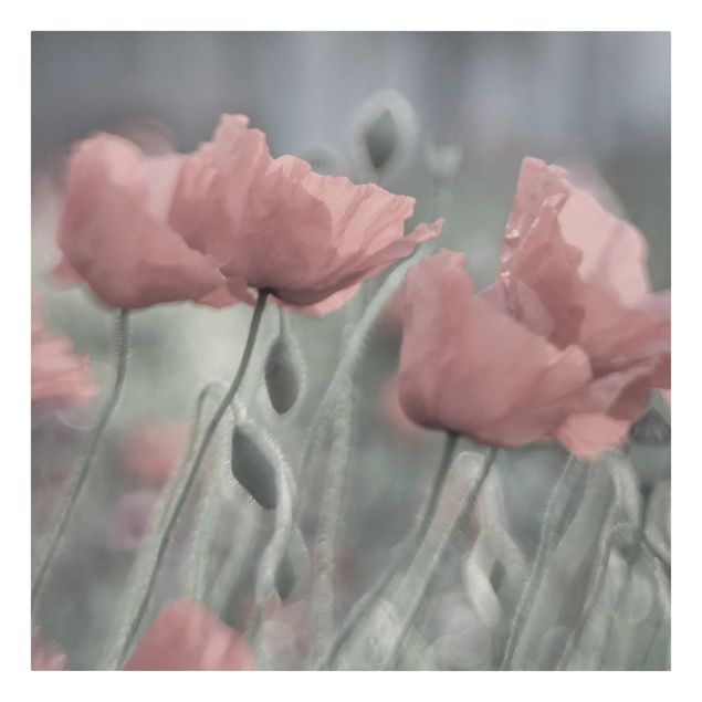 Billeder blomster Picturesque Poppy