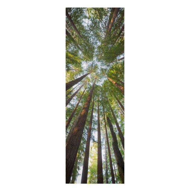 Billeder på lærred landskaber Sequoia Tree Tops