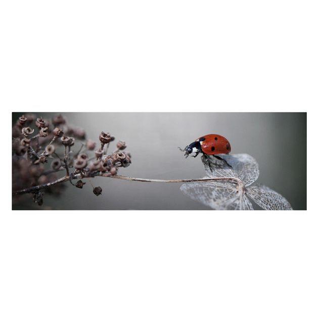 Billeder rød Ladybird On Hydrangea