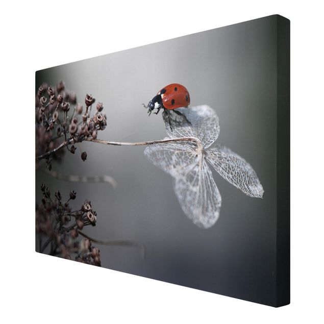 Billeder Ladybird On Hydrangea