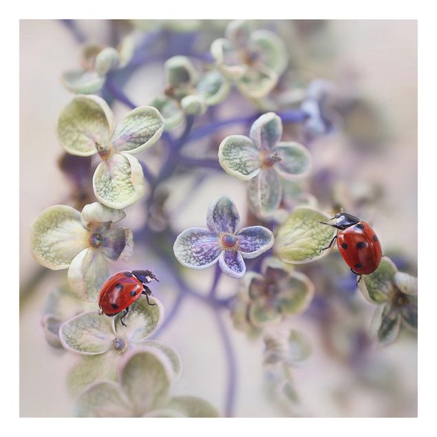 Billeder Ladybird In The Garden