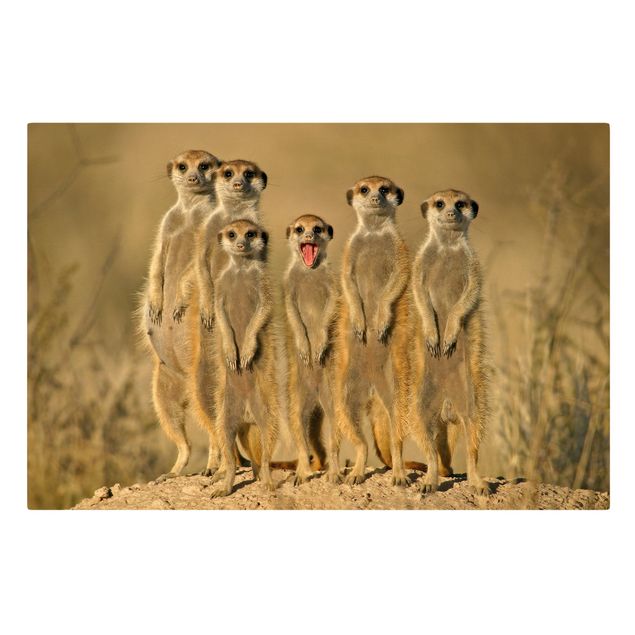 Billeder Meerkat Family