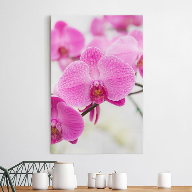 Billeder orkideer Close-Up Orchid