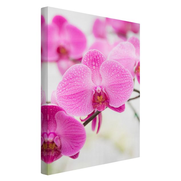 Billeder på lærred blomster Close-Up Orchid