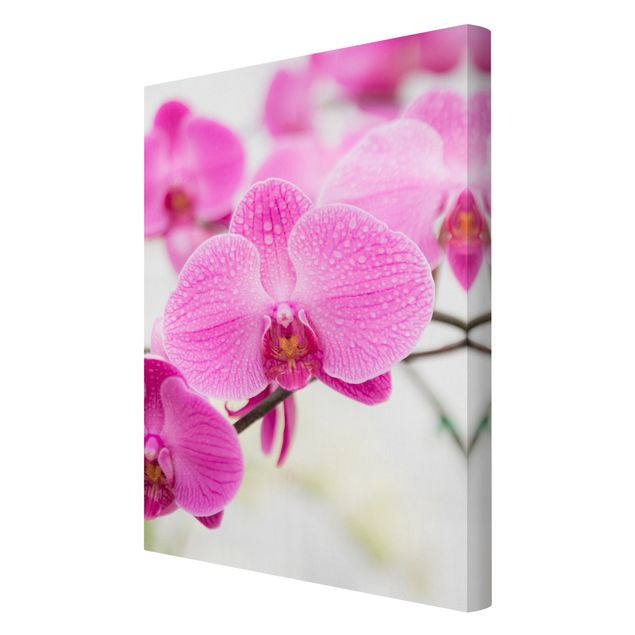 Billeder blomster Close-Up Orchid