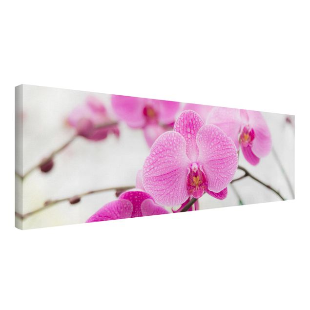 Billeder på lærred blomster Close-Up Orchid