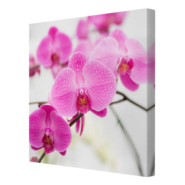 Billeder blomster Close-Up Orchid