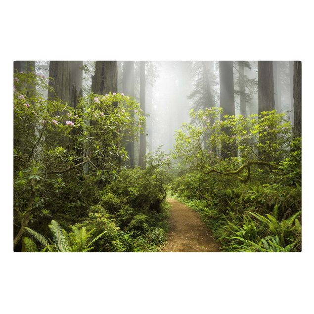 Billeder på lærred skove Misty Forest Path