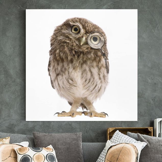 køkken dekorationer Curious Owl