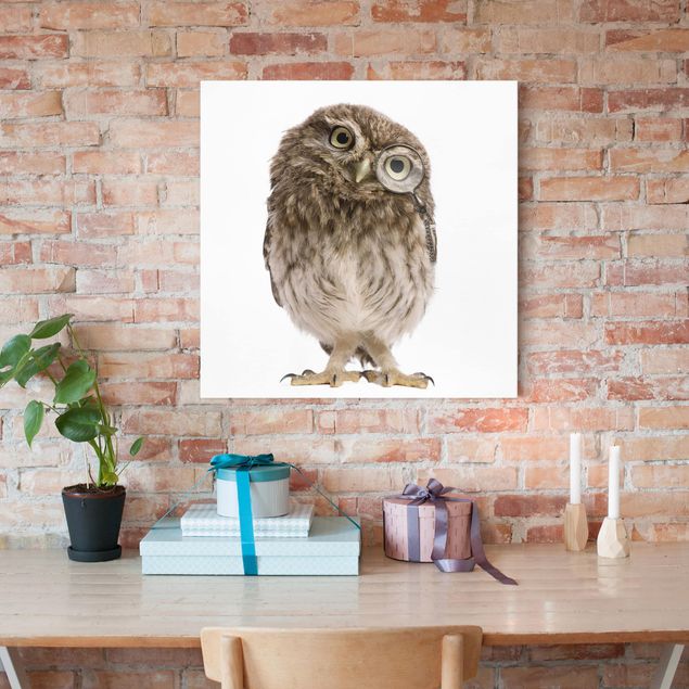 Billeder på lærred fugle Curious Owl