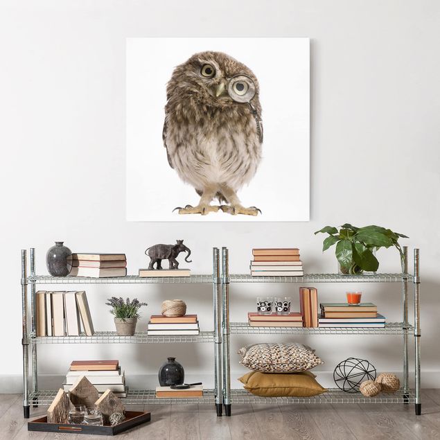 Billeder på lærred dyr Curious Owl