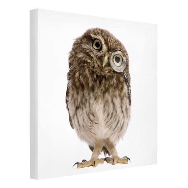 Billeder moderne Curious Owl