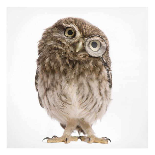Billeder dyr Curious Owl