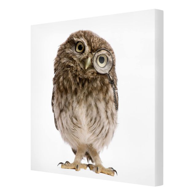 Billeder Curious Owl