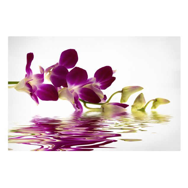 Billeder blomster Pink Orchid Waters