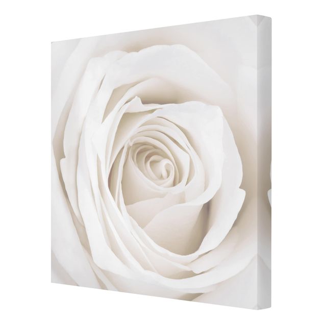 Billeder Pretty White Rose