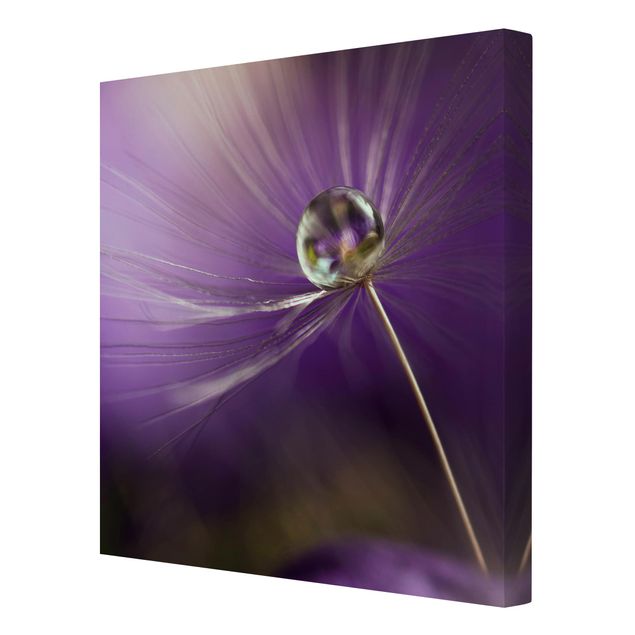 Billeder lilla Dandelion In Violet